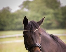 Pferd Lieselotte (Holsteiner, 2015, von Crunch 3)