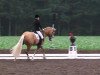 Dressurpferd Buschhof (Deutsches Reitpony, 2003, von Golden Dancer)