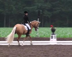 dressage horse Buschhof (German Riding Pony, 2003, from Golden Dancer)