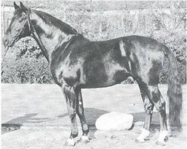 stallion Sioux (Westphalian, 1959, from Sinus xx 1495)