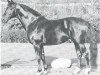 stallion Sioux (Westphalian, 1959, from Sinus xx 1495)