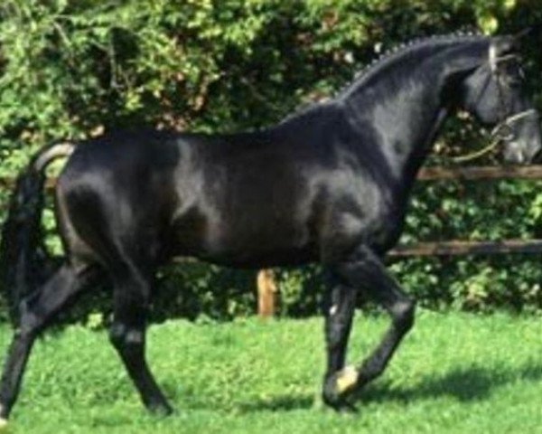 stallion Carprilli (Holsteiner, 1983, from Calypso I)