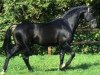 stallion Carprilli (Holsteiner, 1983, from Calypso I)