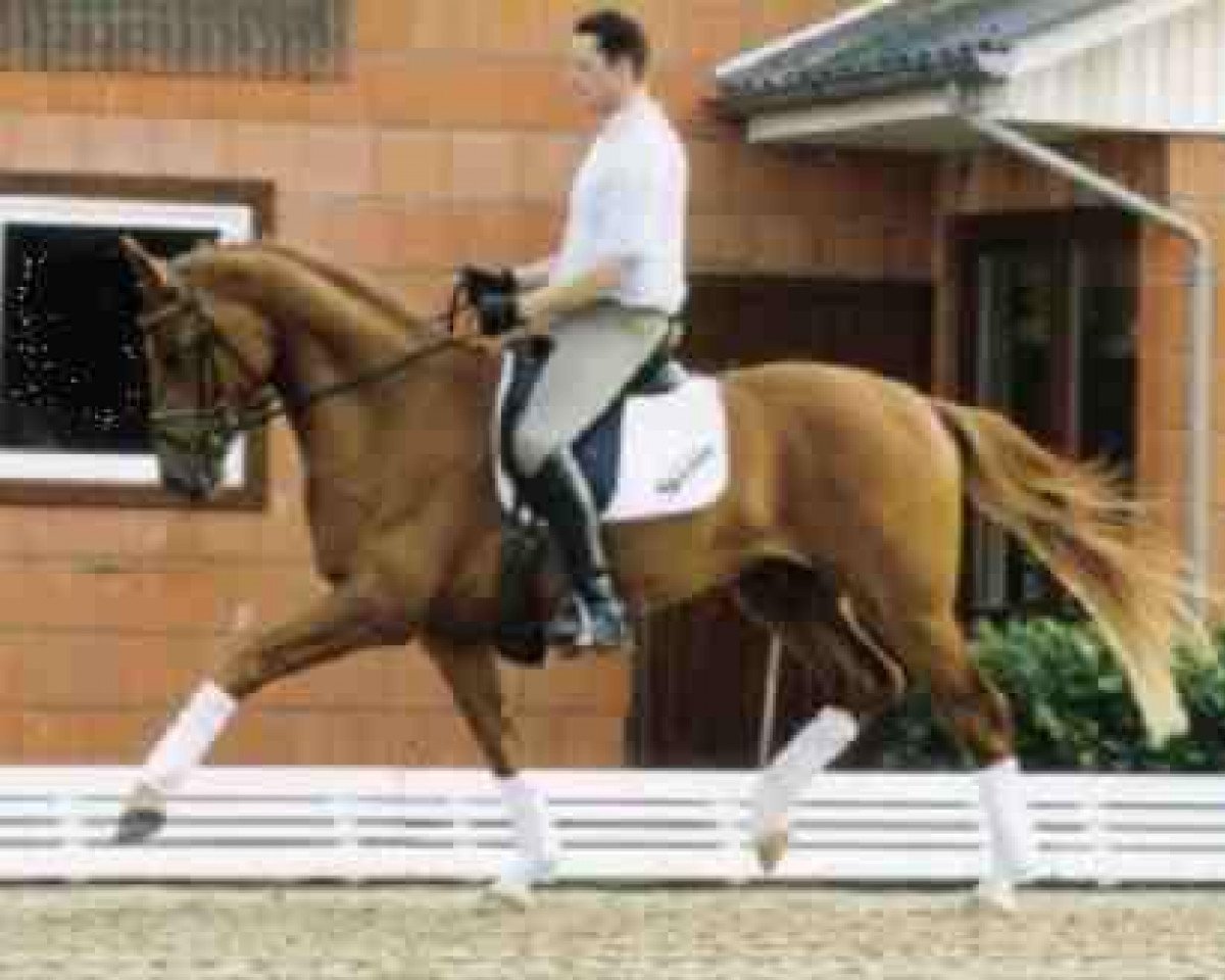 Deckhengst Benvenuto (Hannoveraner, 2003, von Breitling W)