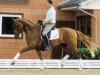 stallion Benvenuto (Hanoverian, 2003, from Breitling W)