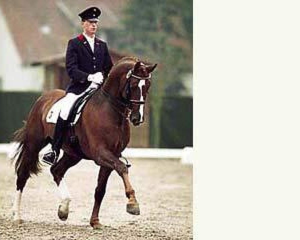 horse Delphi (Westphalian, 1991, from Diamantino)