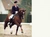 stallion Delphi (Westphalian, 1991, from Diamantino)