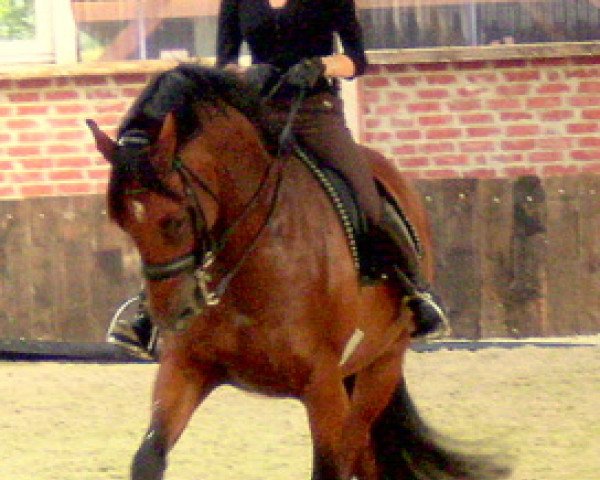 Dressurpferd Winterwald (Koninklijk Warmbloed Paardenstamboek Nederland (KWPN), 2003, von Oo-Seven)