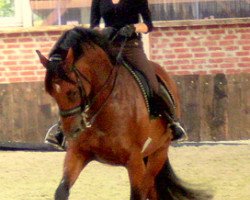 Dressurpferd Winterwald (KWPN (Niederländisches Warmblut), 2003, von Oo-Seven)