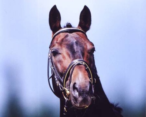 dressage horse Sherwood (Hanoverian, 1994, from Sherlock Holmes)