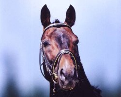 stallion Sherwood (Hanoverian, 1994, from Sherlock Holmes)