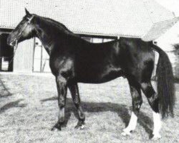 stallion Lombard (Hanoverian, 1969, from Lugano II)