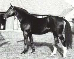 stallion Lombard (Hanoverian, 1969, from Lugano II)