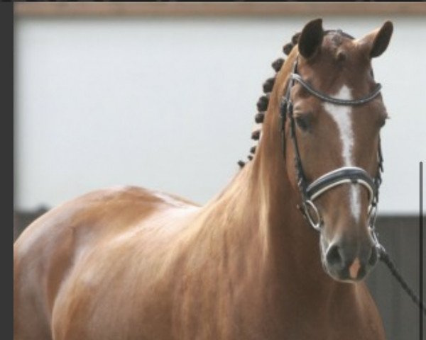 broodmare Valet (KWPN (Royal Dutch Sporthorse), 2002, from Jazz)