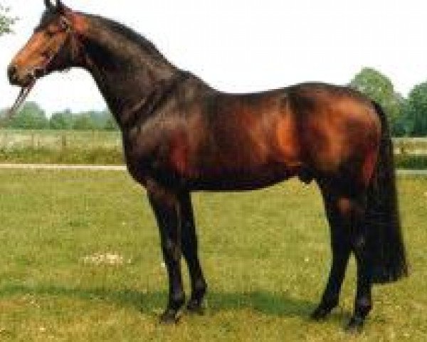 stallion Fabelhaft (Westphalian, 1979, from Frühlingstraum II)