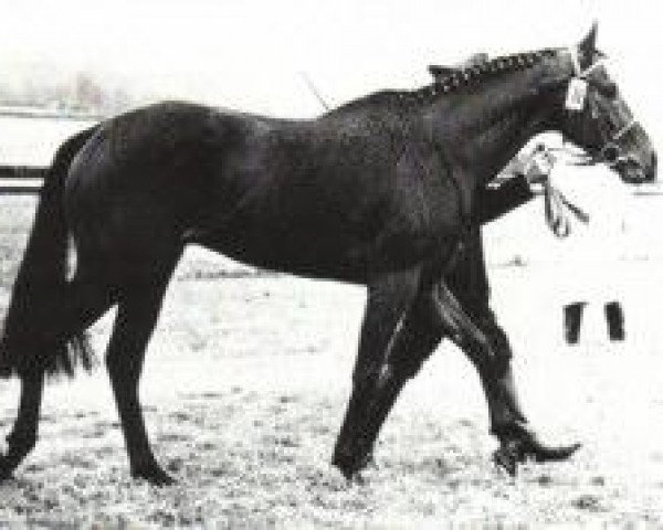 Pferd Wiesenbaum xx (Englisches Vollblut, 1963, von Birkhahn xx)