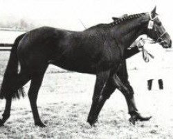 stallion Wiesenbaum xx (Thoroughbred, 1963, from Birkhahn xx)