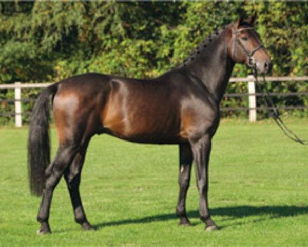 stallion Contifex (Westphalian, 2003, from Cornet Obolensky)