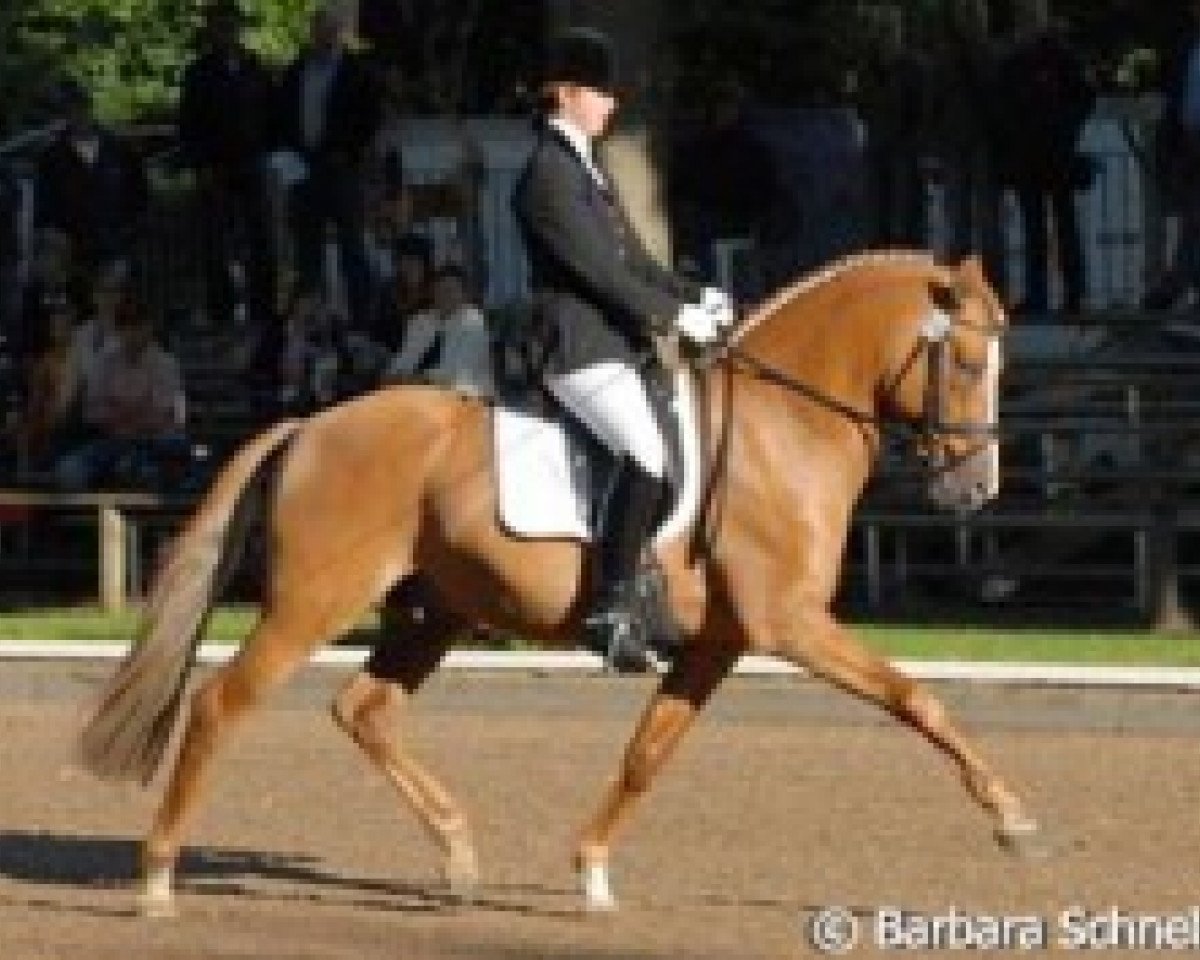 Deckhengst HB Daylight (Deutsches Reitpony, 2001, von FS Don't Worry)