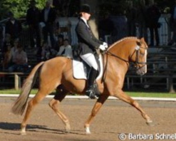 stallion HB Daylight (German Riding Pony, 2001, from FS Don't Worry)