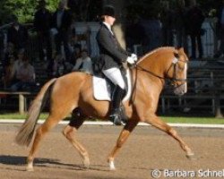 stallion HB Daylight (German Riding Pony, 2001, from FS Don't Worry)