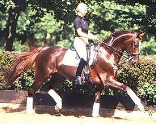 stallion Duntroon (Oldenburg, 1991, from Donnerhall)