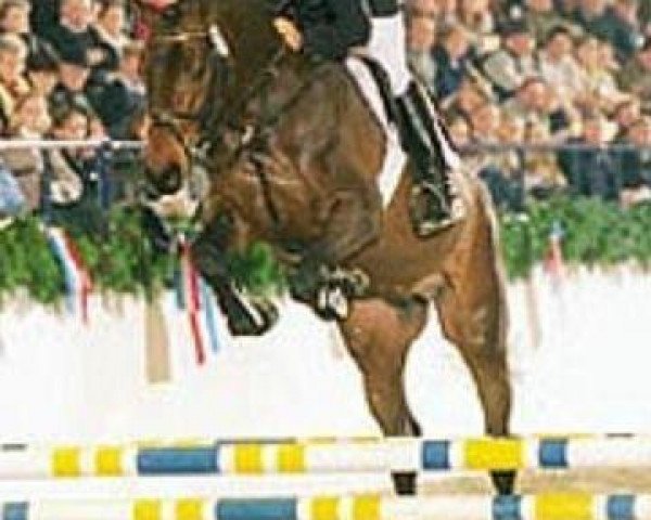 stallion Casado (Holsteiner, 1999, from Coriano)