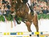 stallion Casado (Holsteiner, 1999, from Coriano)