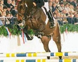 stallion Casado (Holsteiner, 1999, from Coriano)