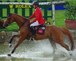 jumper Mi Sam des Landes (Selle Français, 2000, from Fringant de la Fage)