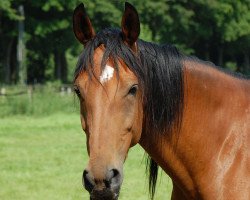 broodmare Lanina (Hanoverian, 2003, from Lauries Crusador xx)