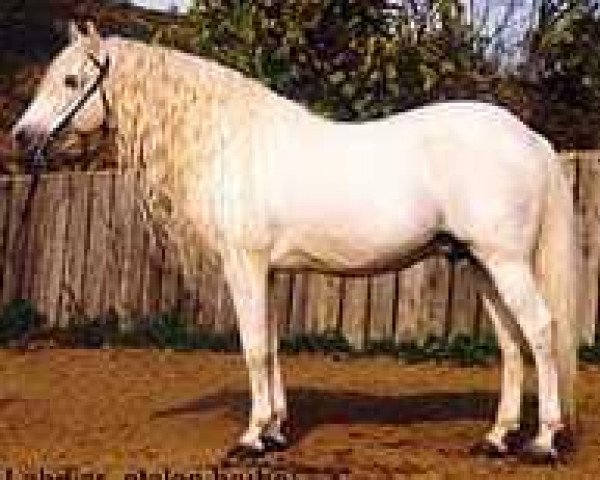 stallion Lahdjar (Arab-Berber, 1986, from Titteri)