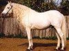 stallion Lahdjar (Arab-Berber, 1986, from Titteri)