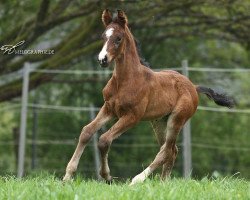 dressage horse Regalito W (Westphalian, 2012, from Rohjuwel OLD)