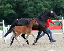 Dressurpferd Fürst SchuBo (Westfale, 2010, von Fürst Piccolo)