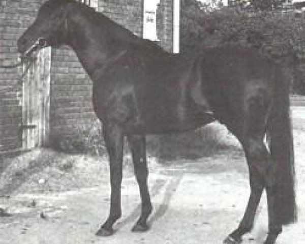 stallion Shogun xx (Thoroughbred, 1969, from Tamerlane xx)