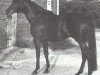 stallion Shogun xx (Thoroughbred, 1969, from Tamerlane xx)