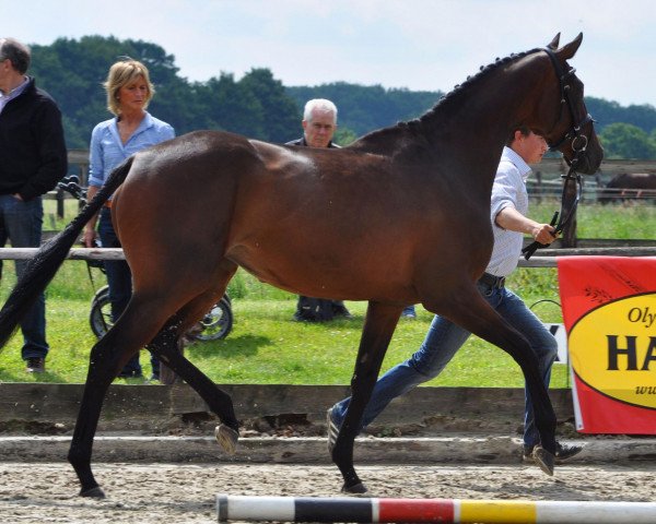 broodmare Scambia xx (Thoroughbred, 2009, from Rail Link xx)