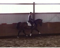 dressage horse Fortuna (Westphalian, 2009, from Filius Bedo)