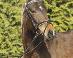 dressage horse Amicella (German Riding Pony, 2007, from A Gorgeous)