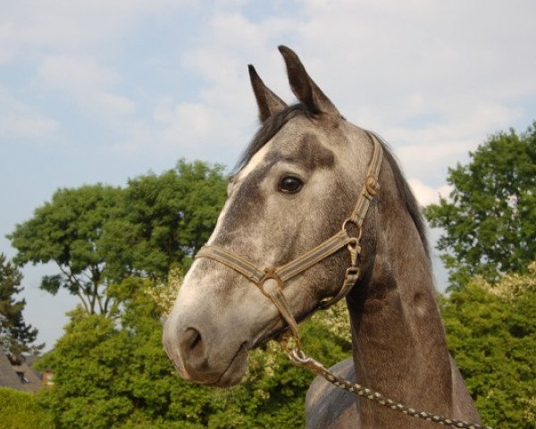 jumper Cinquecento (Rhinelander, 2008, from Cassini Boy Junior)