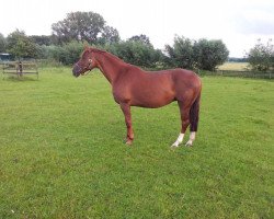 broodmare Dylene (Westphalian, 2002, from Dynast)