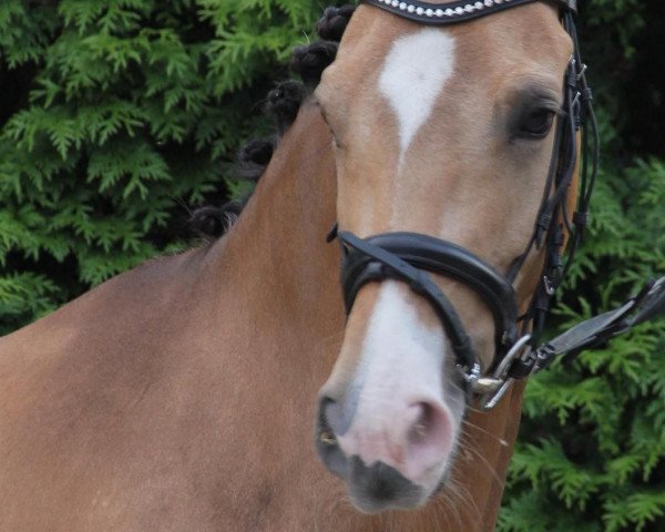 Zuchtstute Charisma (Westfale, 2007, von FS Champion de Luxe)