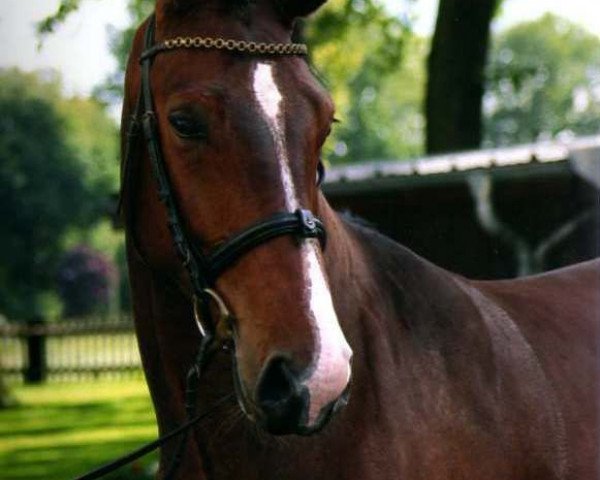 dressage horse Sharif (Westphalian, 2007, from Showmaker)