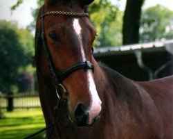 Dressurpferd Sharif (Westfale, 2007, von Showmaker)