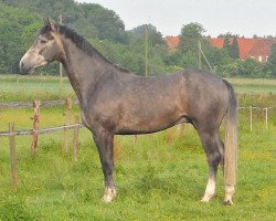 Springpferd Conte Cornado 2 (Westfale, 2008, von Cornado NRW)