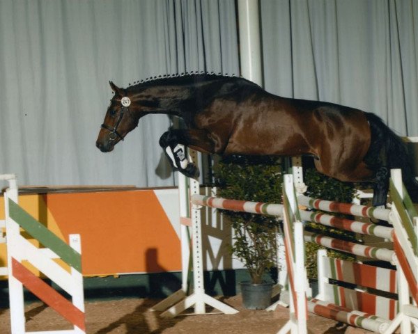 horse Da Vinci (Westphalian, 2005, from Don Christobal)