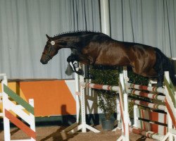 dressage horse Da Vinci (Westphalian, 2005, from Don Christobal)