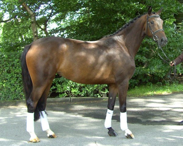 dressage horse Dream Girl (Westphalian,  , from Dream On)