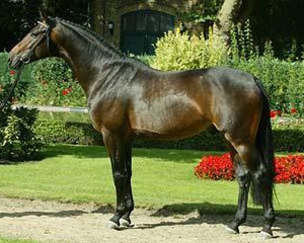 horse Roh Magic (Oldenburg, 1999, from Rohdiamant)